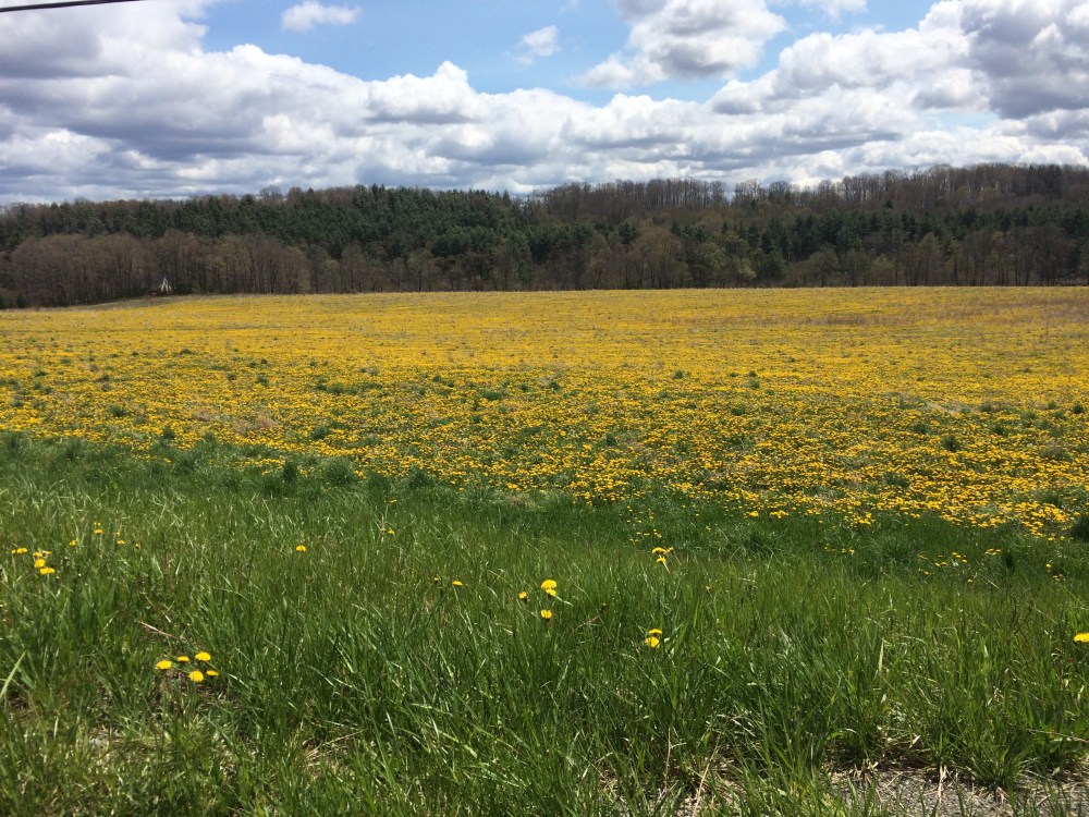 Field of Dandolons 3