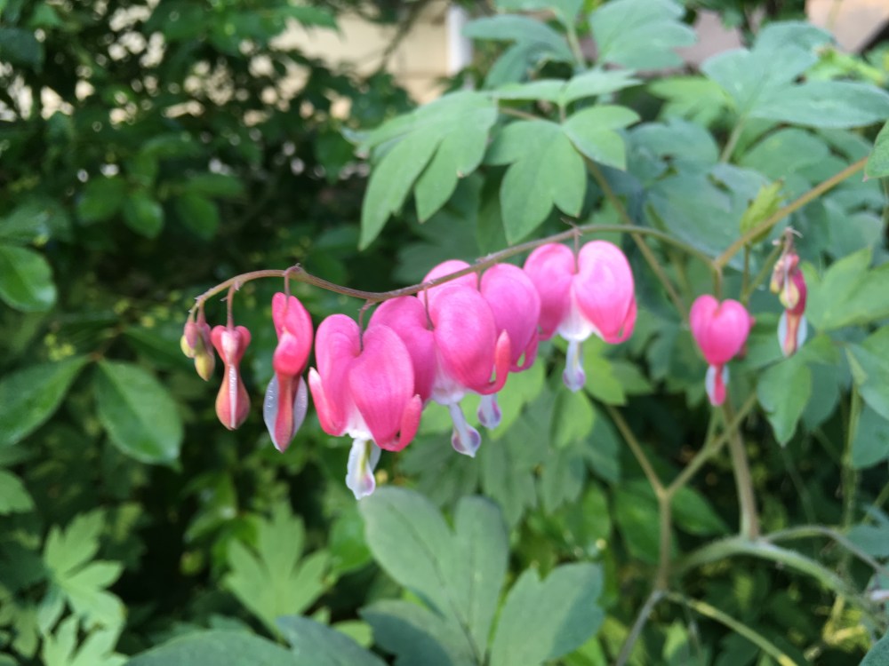 16-6-7 Joanne's Garden 11