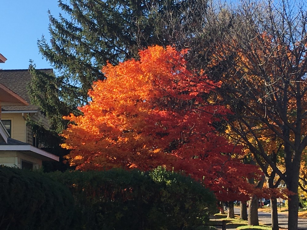 orange-red-tree