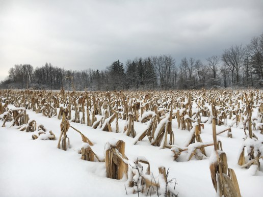 corn-in-snow