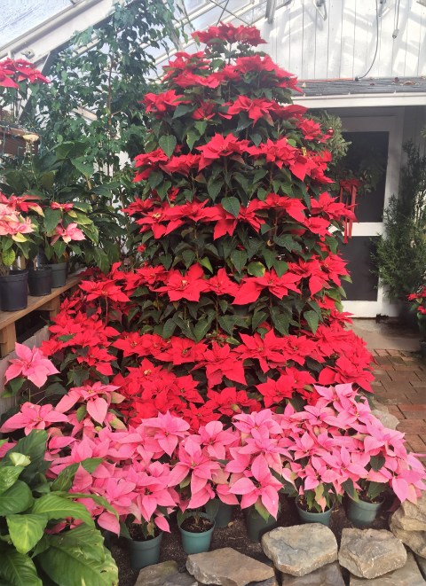 poinsetta-tree
