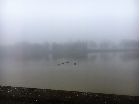 ducks-and-river-in-fog
