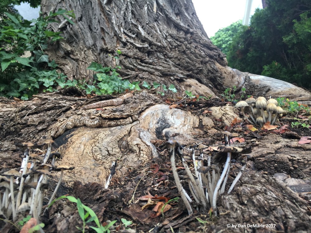 The forest and the tree.jpg