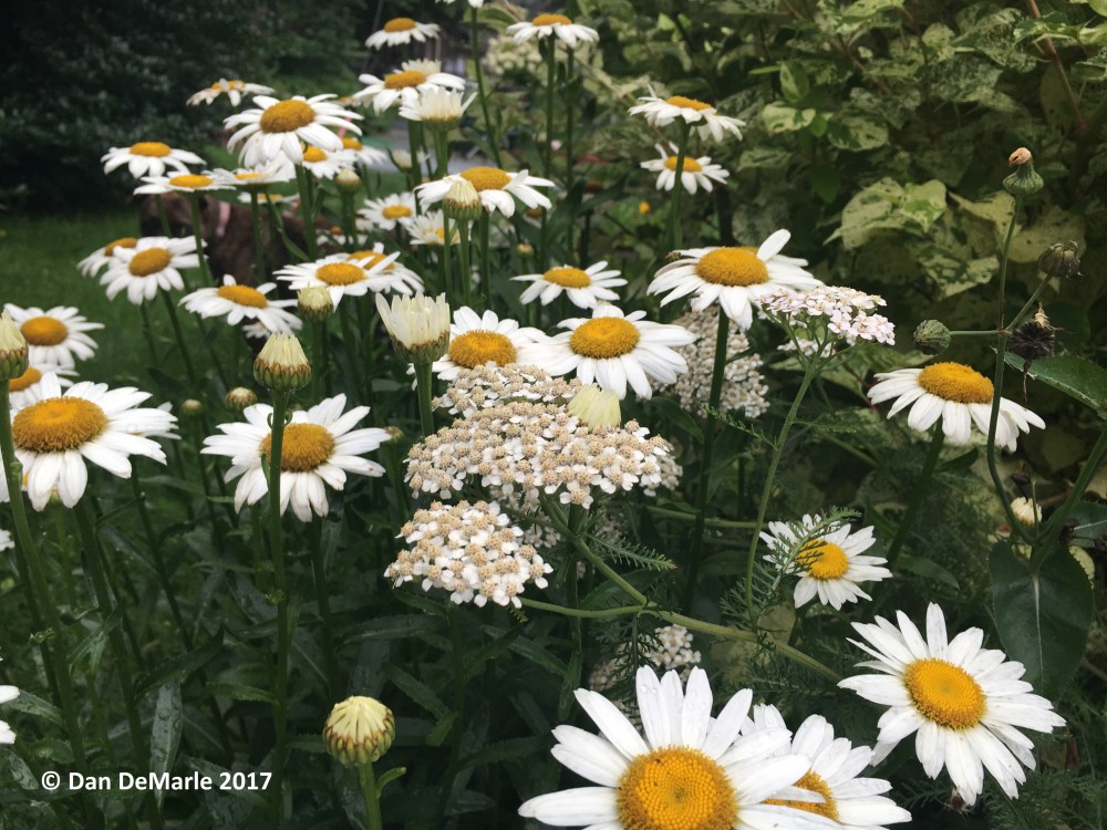 Daisys 7-15-17.jpg