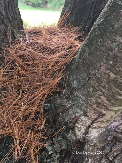 Nest of needles -a.jpg