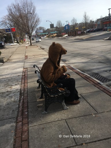 Bear on East Avenue.jpg