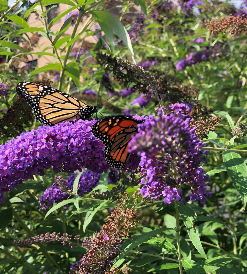 18-8-25 Monarchs (1)